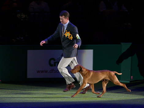 Gražiausias Crufts 2010 &scaron;uo